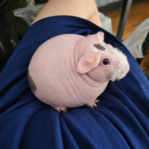 photo of a skinny guinea pig sitting on someone's lap