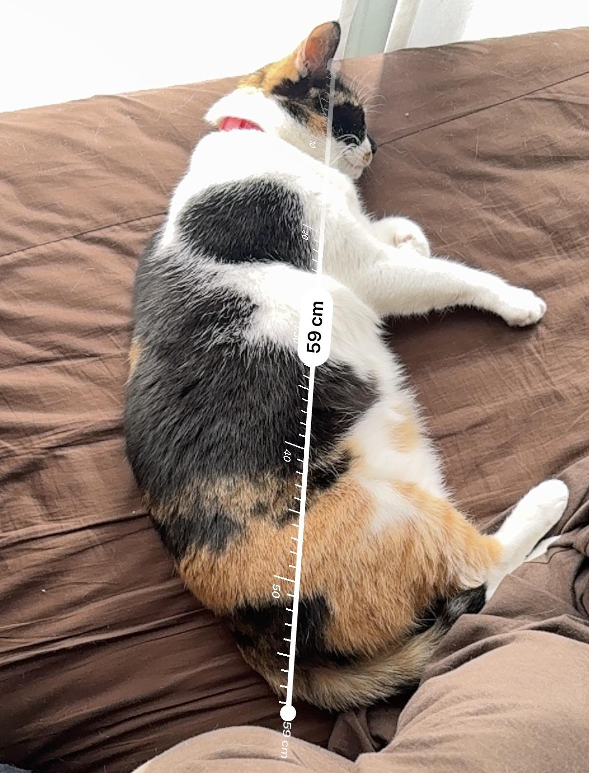 ひなたでねている三毛猫、あまりまるまってない、59cm