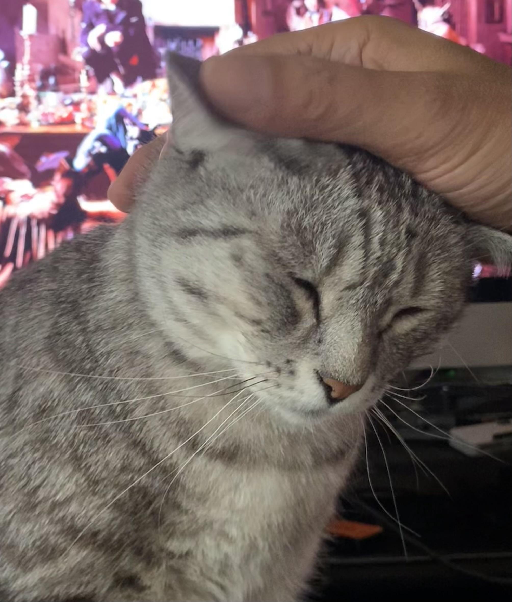 灰色のトラ猫が、手によって優しく撫でられているクローズアップ写真。猫は満足そうに目を閉じている。ぼやけた背景には、おそらくテレビから映し出されたと思われる色鮮やかな光景が広がっている。