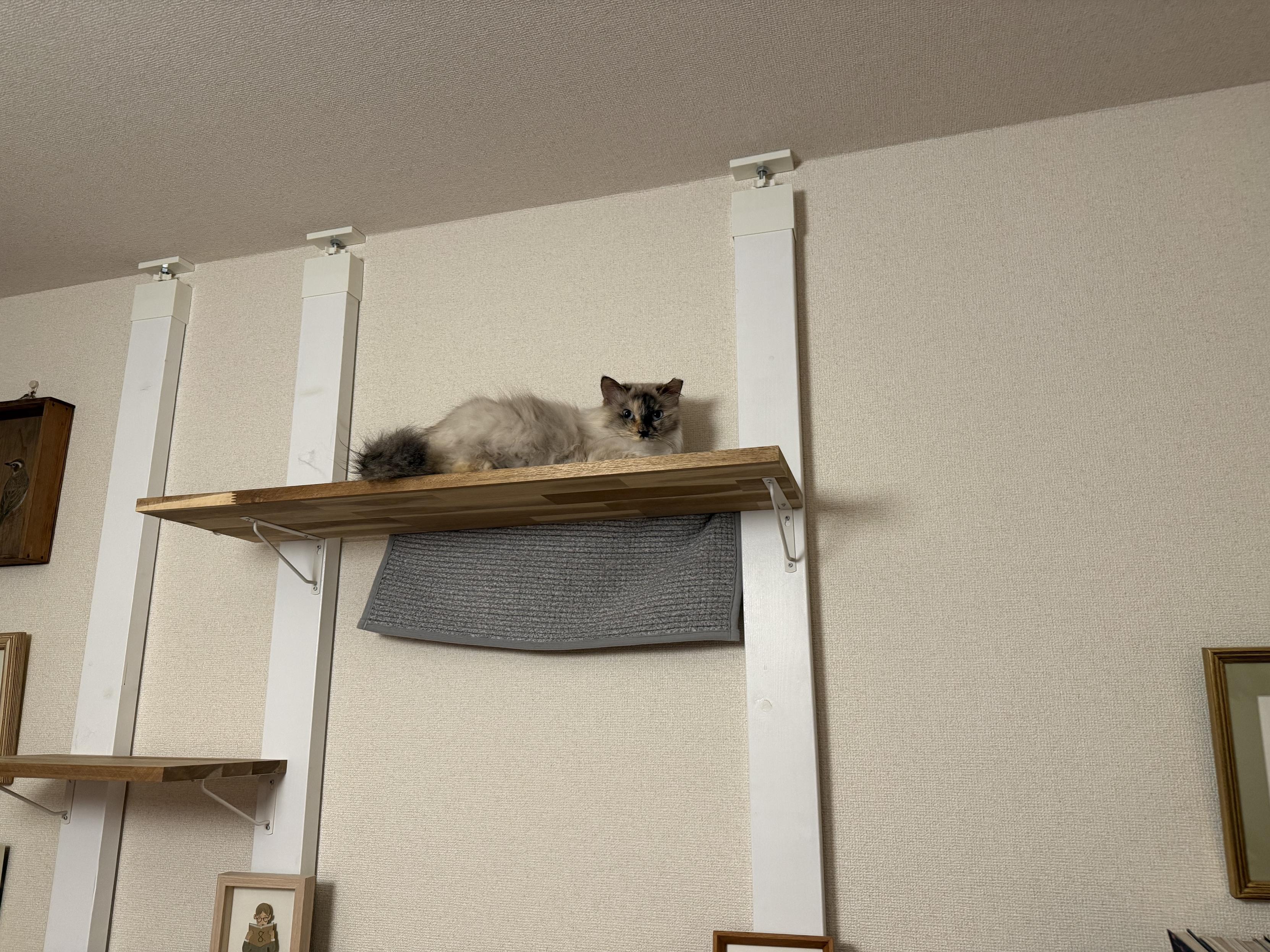 壁際の猫用台の1番高いところでぼんやり香箱くんでる長毛猫
