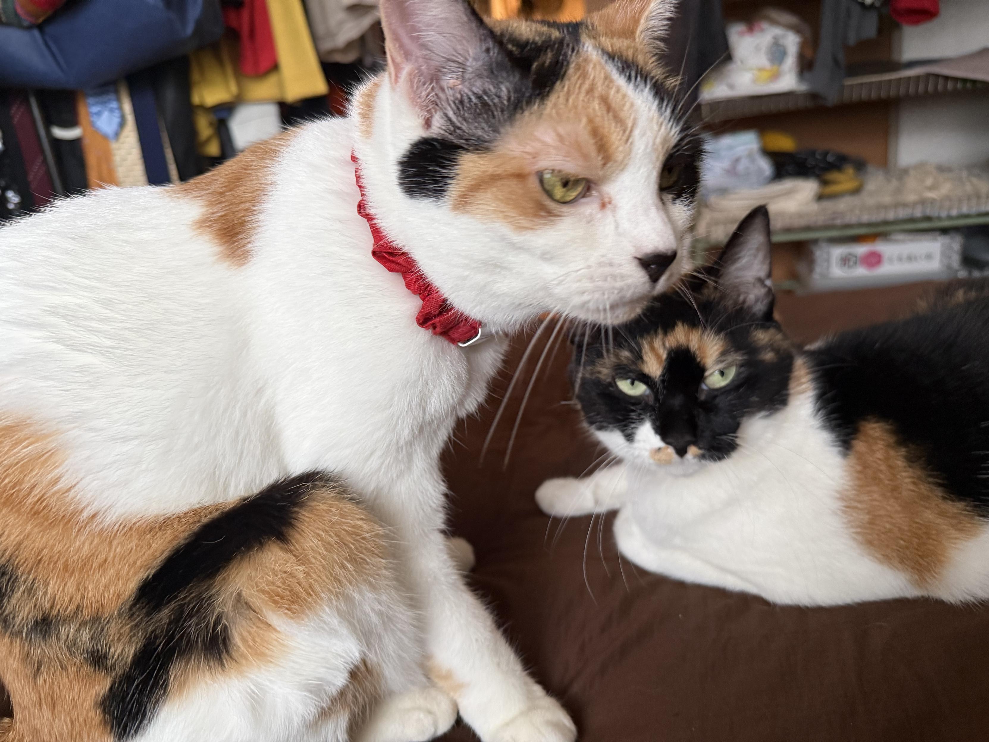 めつきのわるい三毛猫二匹