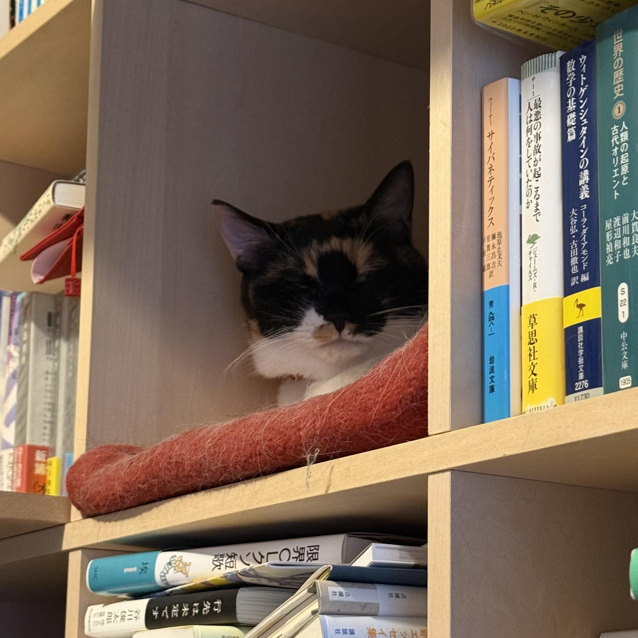 本棚のなかの猫用スペースで眠い三毛猫