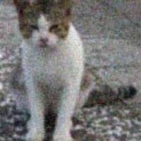 AlTarf@pixelfed.tokyo