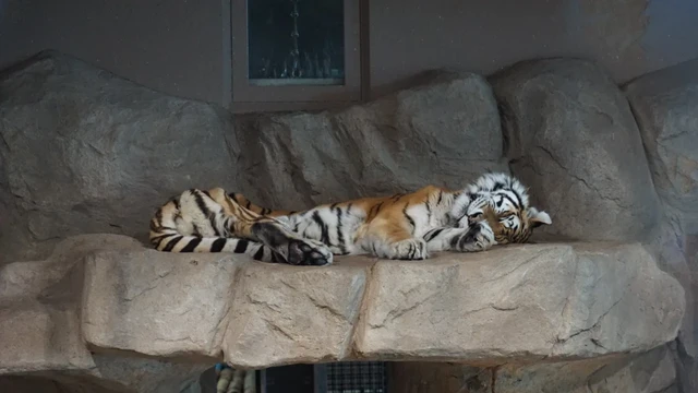 寝そべるトラ