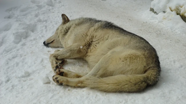 雪の上で寝るオオカミ