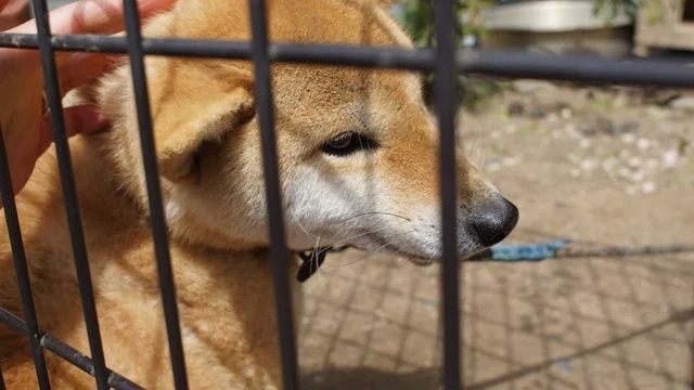 物憂げな顔をする柴犬